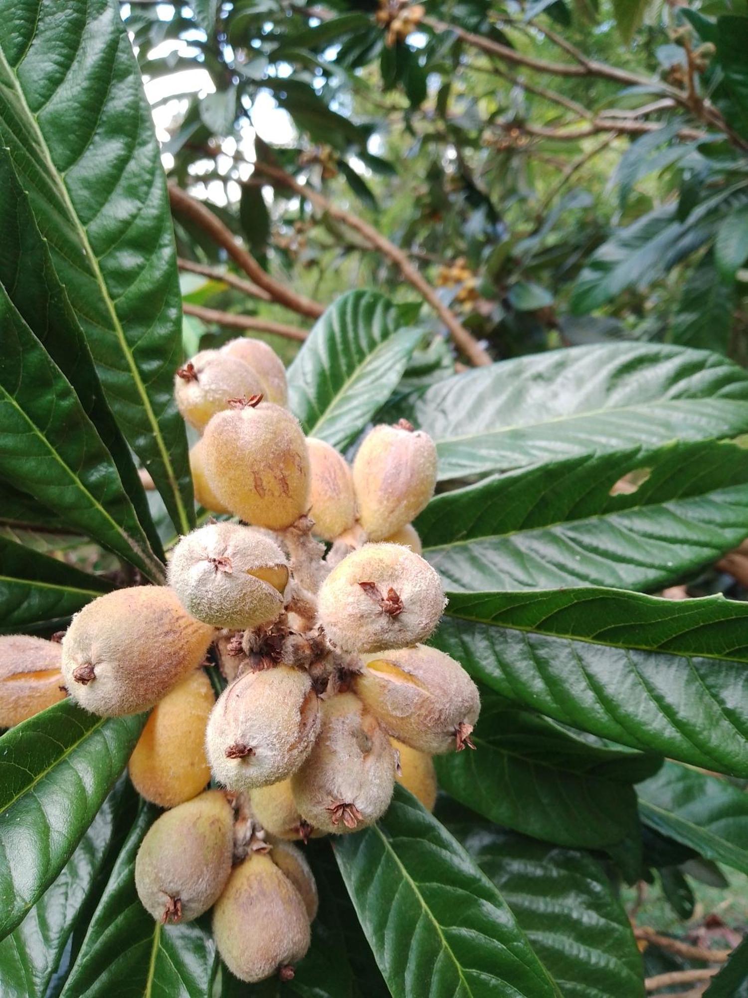 Rancho Pe Da Pedra Villa São Bento do Sapucaí Rum bild